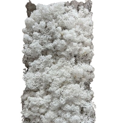 Mousse lichen d'islande blanc grand format