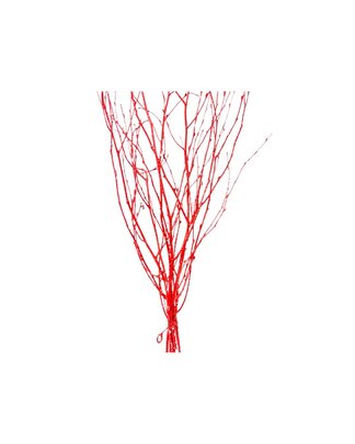 Botte Branches de Bouleau rouge Pailletées de 6 branches environ.