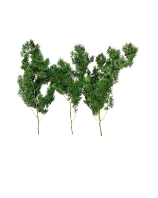 Ming fern (famille de l'asparagus) stabilisé x 3