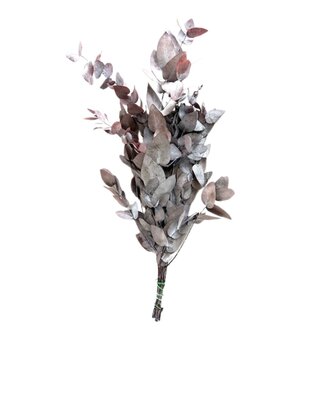 Eucalyptus cinerea stabilisé rouge