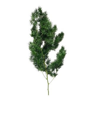 Ming fern (famille de l'asparagus) stabilisé x 1