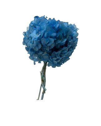 Hortensia stabilisé coloris Bleu