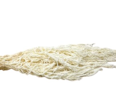 Amaranthe Caudatus Blanc ivoire stabilisée