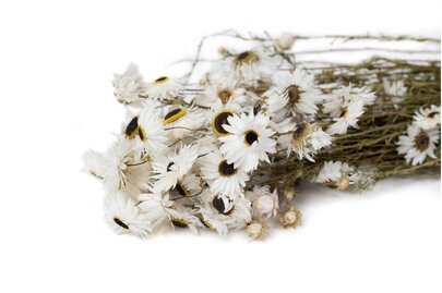 Acroclinium Blanc séché x 60 cm
