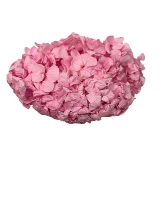 Hortensia stabilisé coloris Rose Tendre avec sa tige.