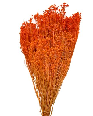 Balai Bloom couleur Orange