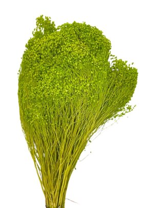 Balai Bloom couleur Vert