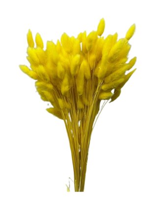 Lagurus Ovatus botte coloris Jaune