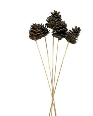 Pomme de pin sur tige x 5