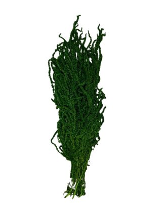 Amaranthe Caudatus Vert Foret stabilisée