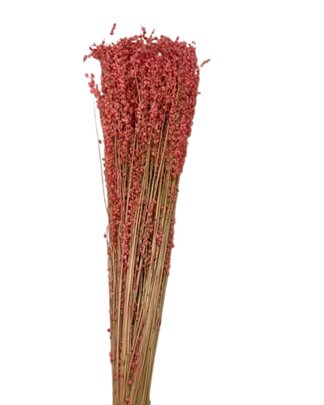 Briza Rose Séché x 1