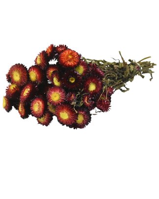 Hélichrysum séché couleur Rouge avec feuillage.