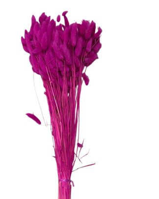 Lagurus Ovatus botte coloris Rose Fuchsia.