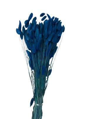 Lagurus Ovatus botte coloris Bleu.