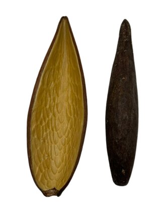 Canoinhas x 2 (gousse ou cosse)