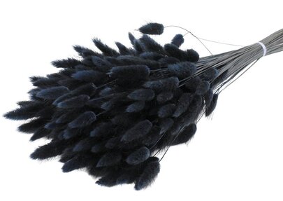 Lagurus Ovatus botte coloris Noir.