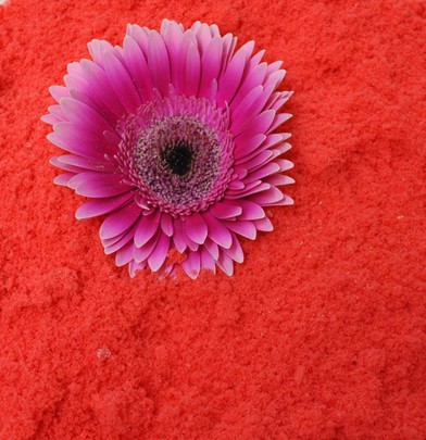 Flocon de poudre OASIS coloris ROUGE
