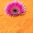 Flocon de poudre OASIS coloris MANDARINE
