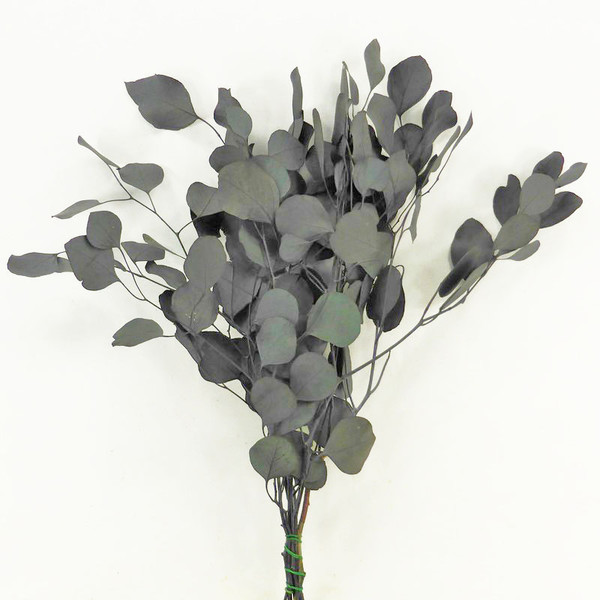 Fleur et feuillage stabilisé, séché. > Eucalyptus populus stabilisé vert.