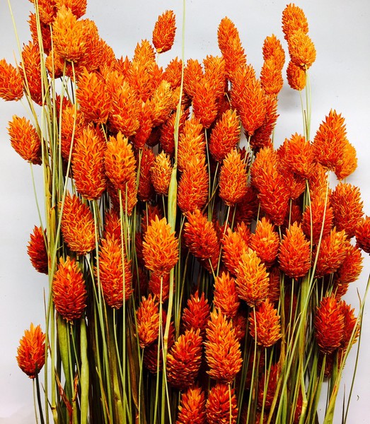 Fleur séchée ></noscript> Phalaris orange séché naturel | Matériel d’art floral et  conseils pour la décoration florale” style=”width:100%”><figcaption style=