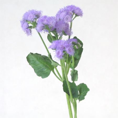 Ageratum
