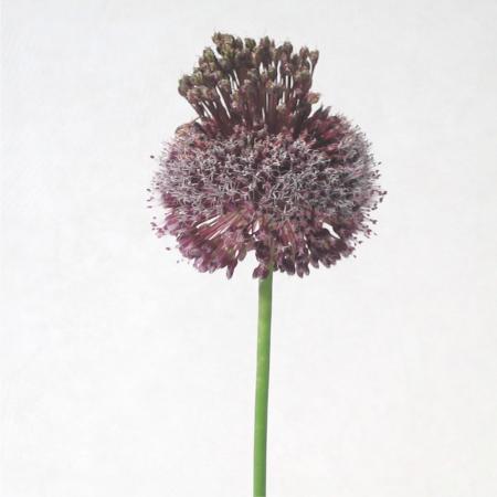 Ail violet