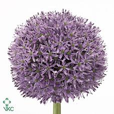Allium gladiator