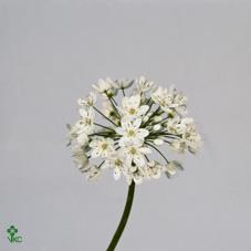 Allium neopolitanum