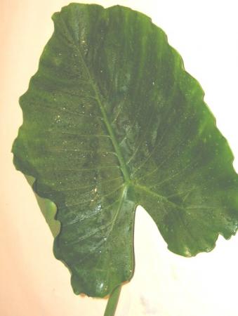 Alocasia