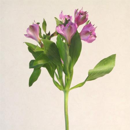 Alstroemeria rose