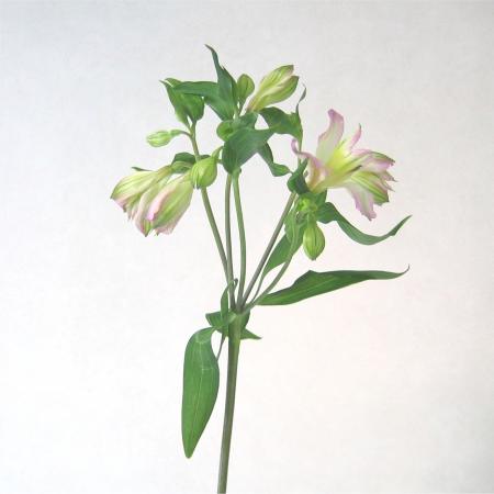 Alstroemeria rose clair