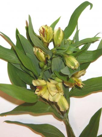 Alstroemria jaune