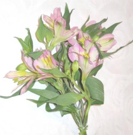 Alstromeria