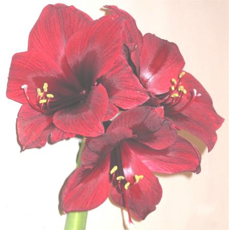Amaryllis