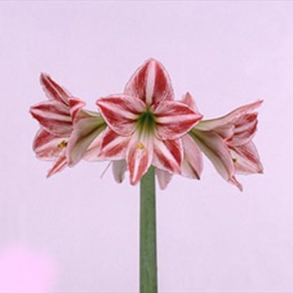 Amaryllis st fairital
