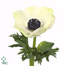 Anémone carmel white