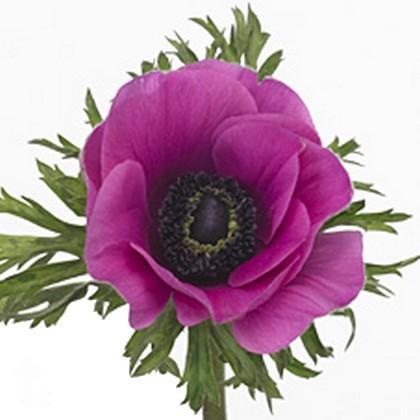 Anémone jerusal purple