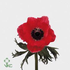 Anémone meron red