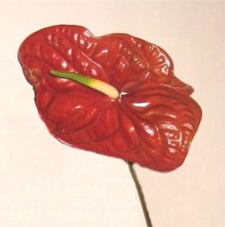 Anthurium