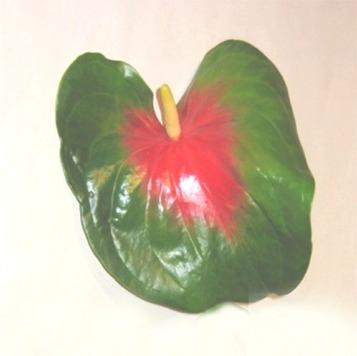 Anthurium 1
