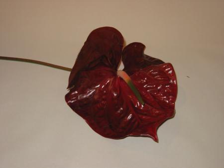 Anthurium choco