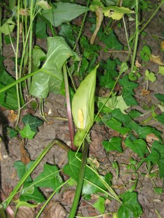 Arum sauvage Arum sauvage