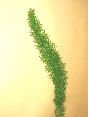 Asparagus meyeri