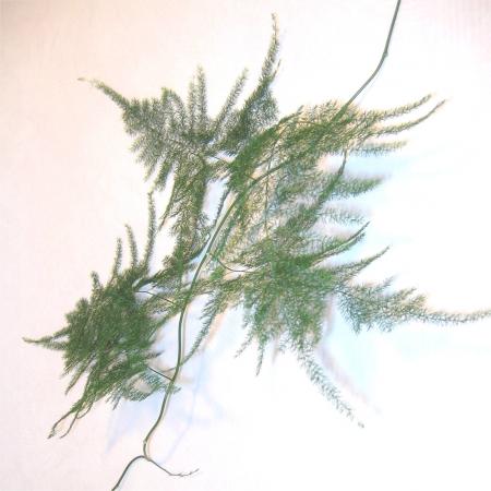 Asparagus plumosus