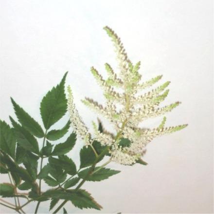 Astilbe blanc