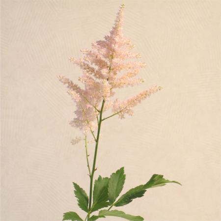 Astilbe rose