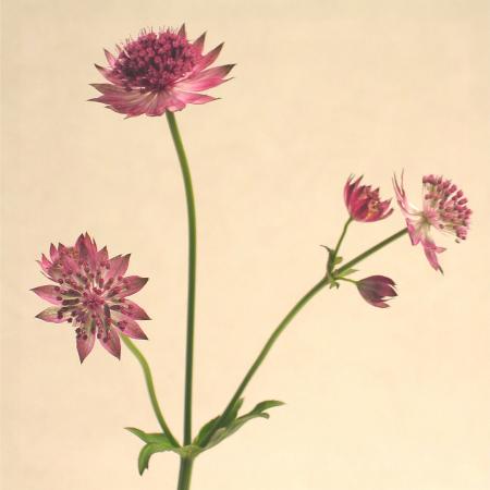 Astrantia