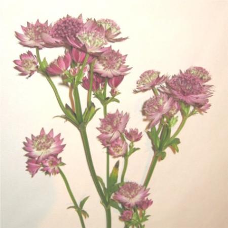 Astrantia 1 