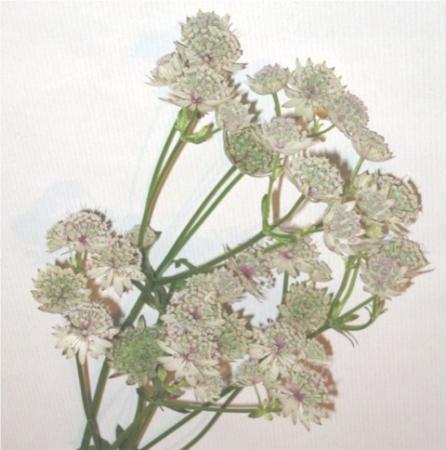 Astrantia 2