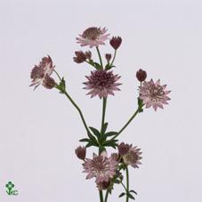 Astrantia roma